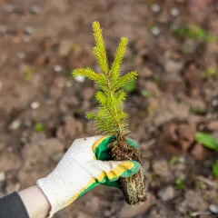 Зелёная акция